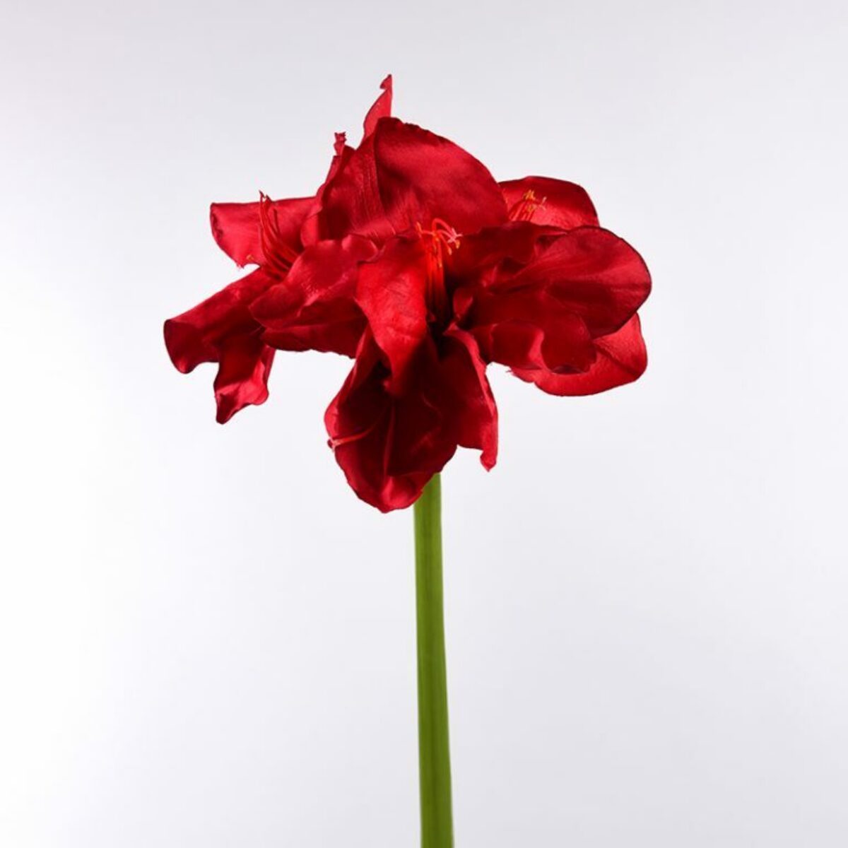 Red Amaryllis Stem 80cm