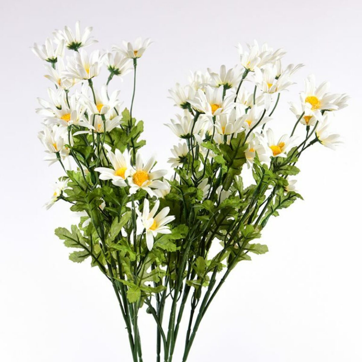 Marguerites Daisies 20cm