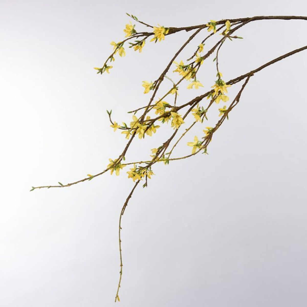 Forsythia Stems 80cm