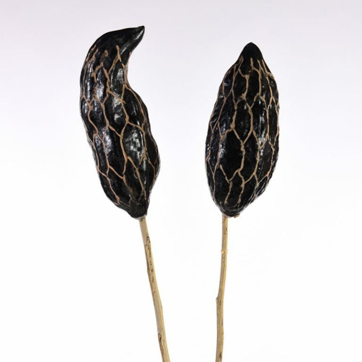 Cocoa Pods on Sticks 90cm