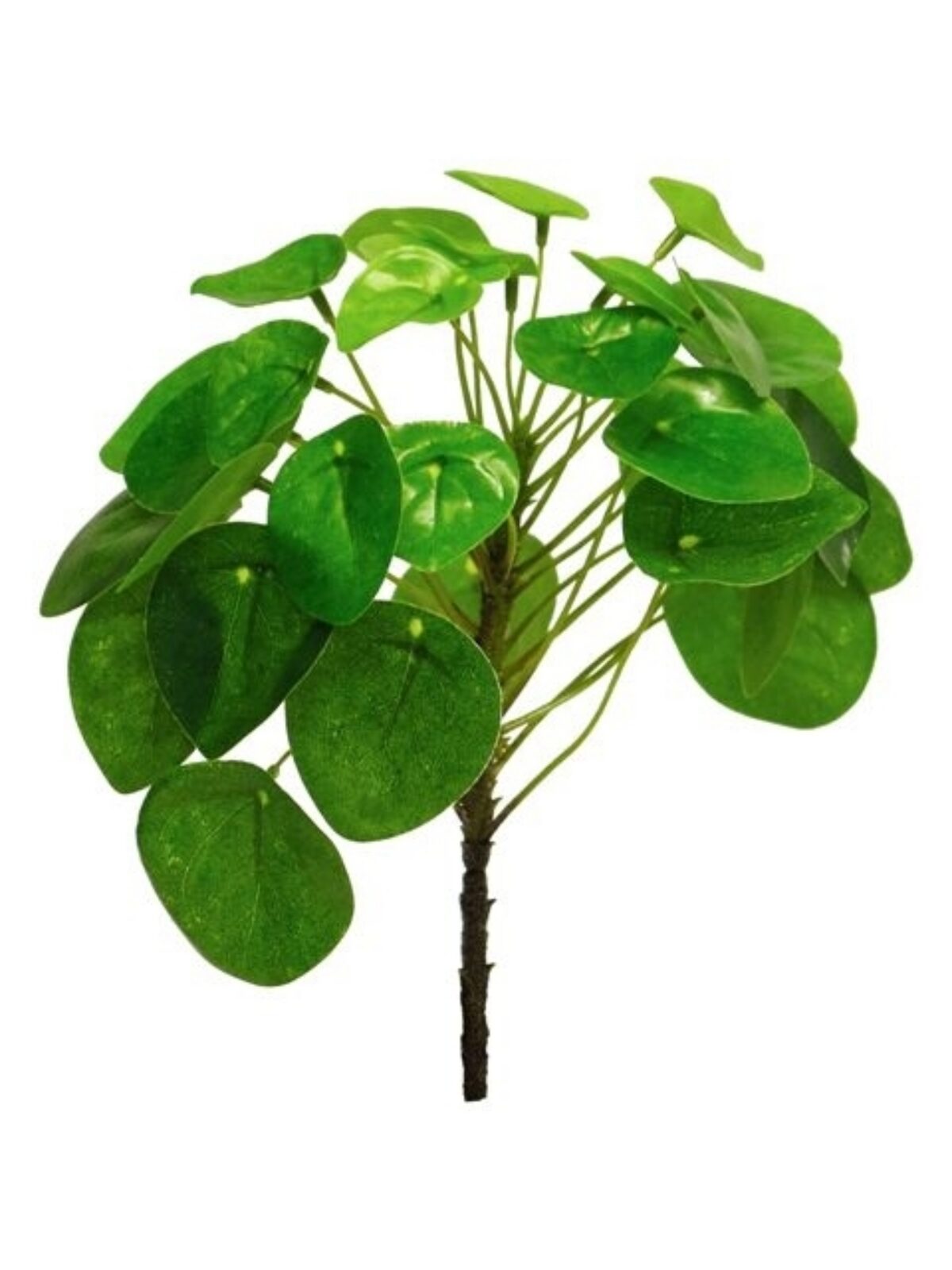 Pilea Peperomioides green 23cm ref NN31767