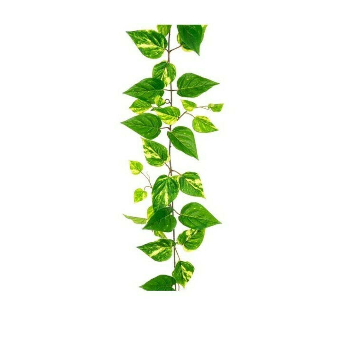 Pothos Garland UV