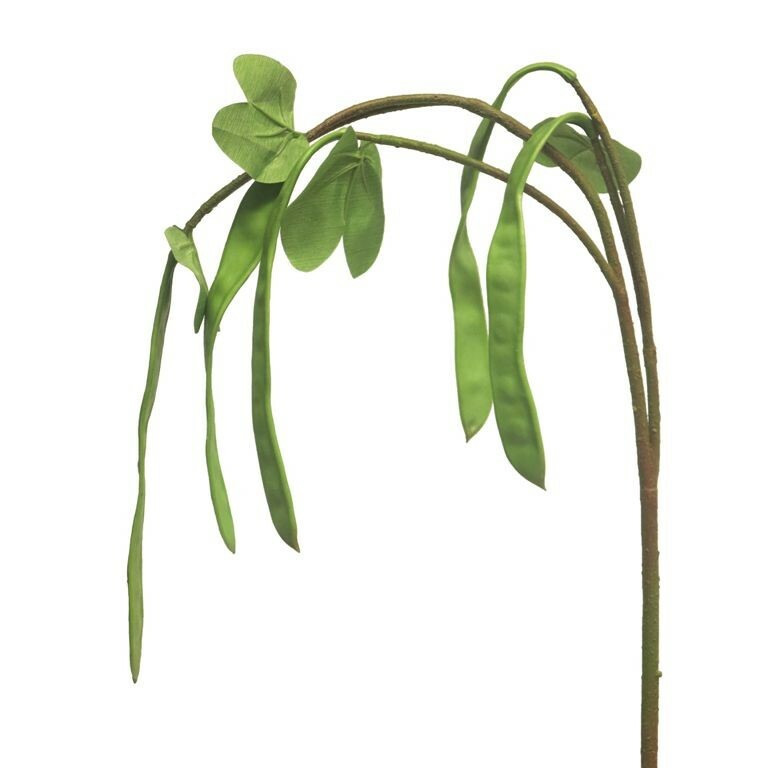 Trailing Bean spray