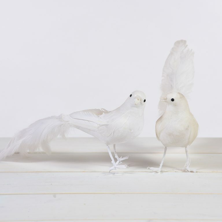 White Feather Doves