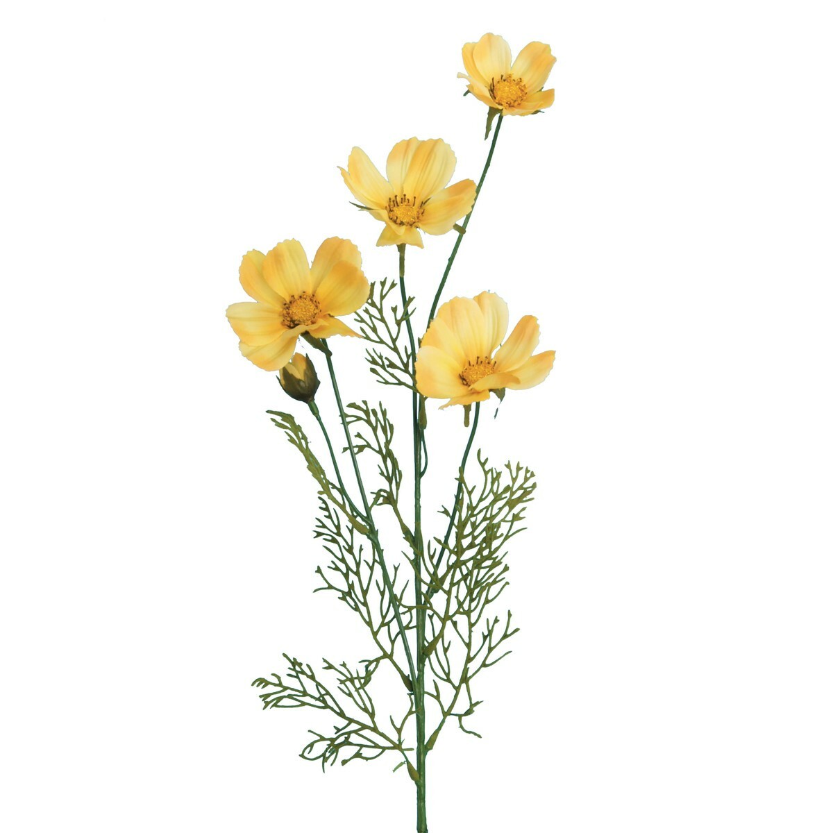 Yellow Cosmos