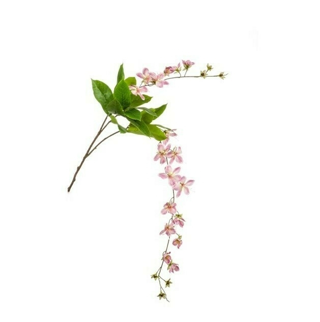 Bauhinia Trailing spray lilac