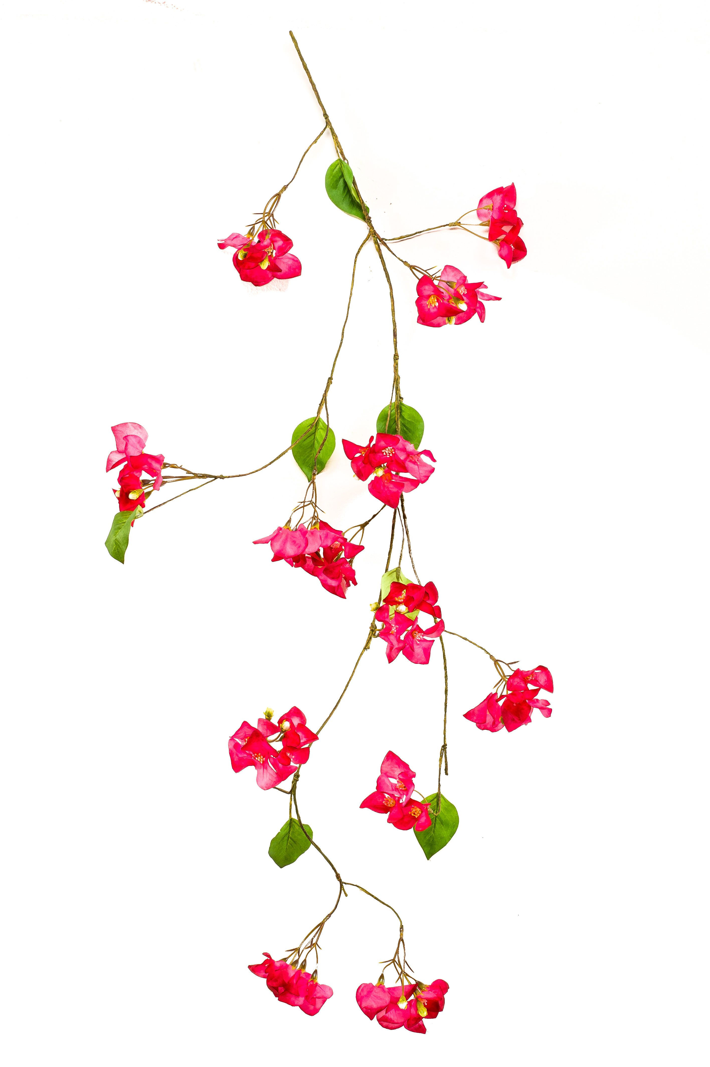 Bougainvillea Fuchsia garland