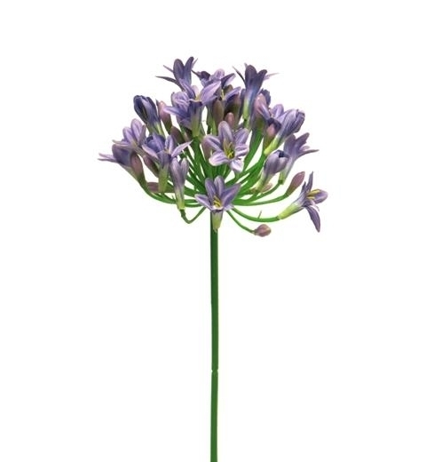 Agapanthus Blue