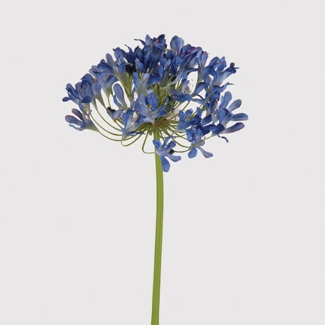 Agapanthus Blue