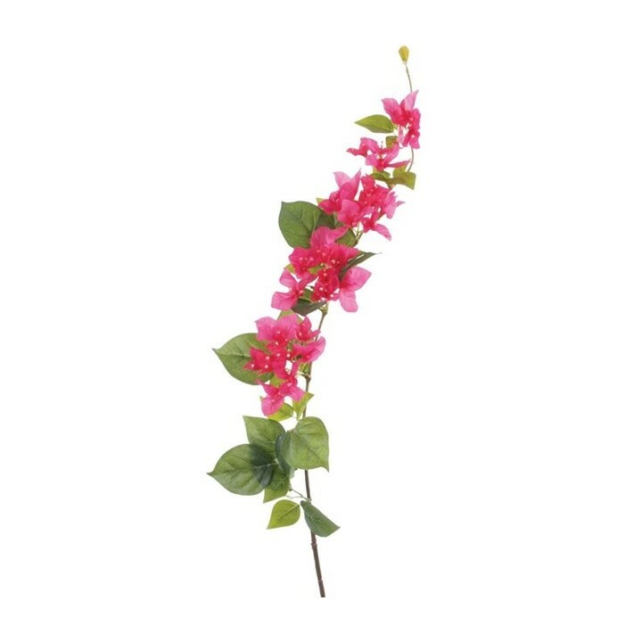 Bougainvillea