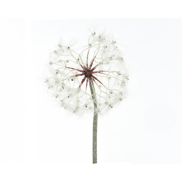 White Dandelion