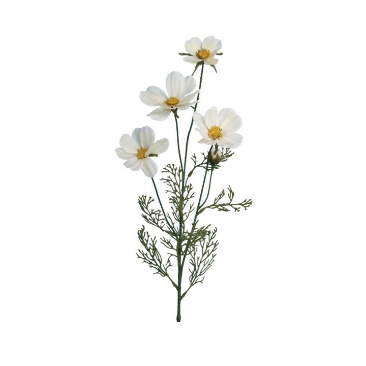 Cream Cosmos