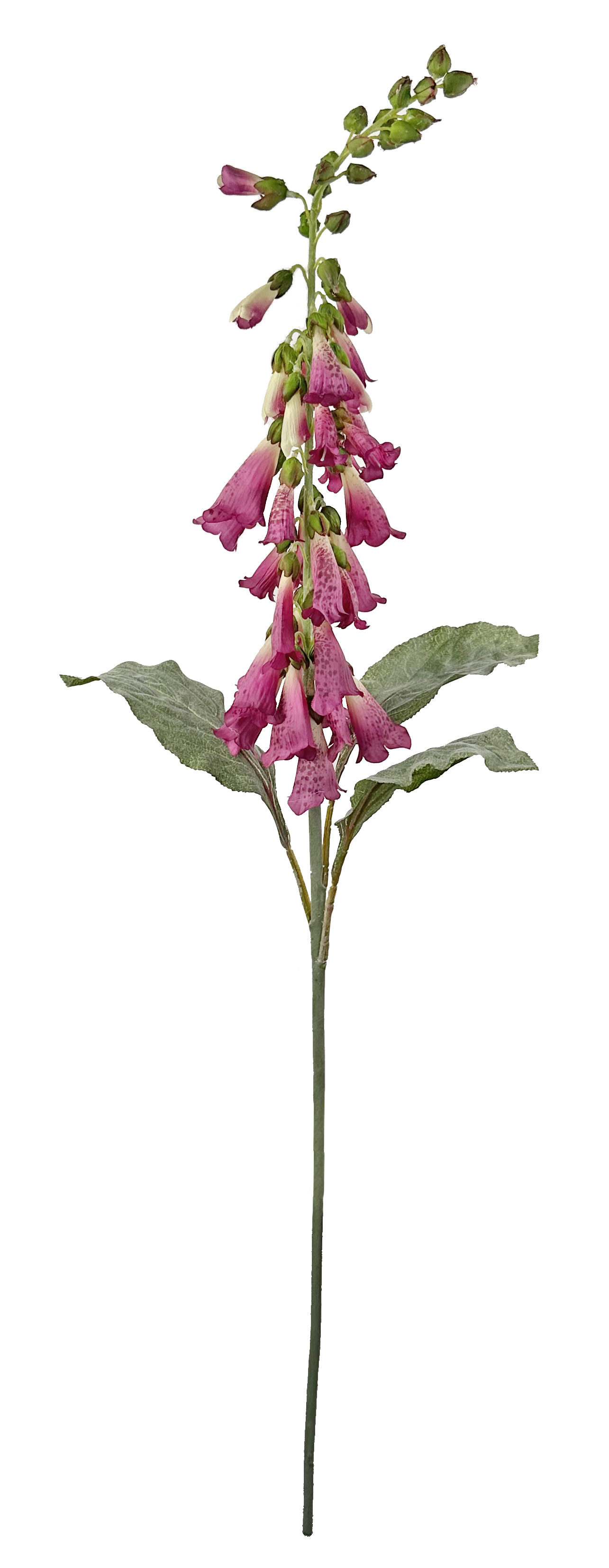 Foxglove Purple