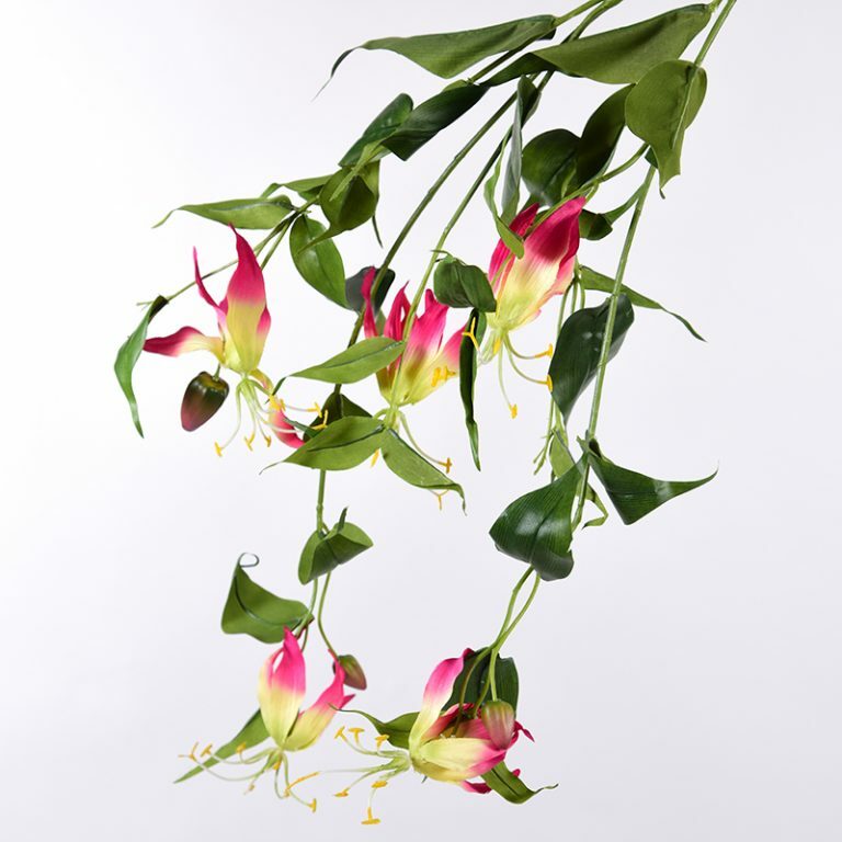 Gloriosa Lily Stems