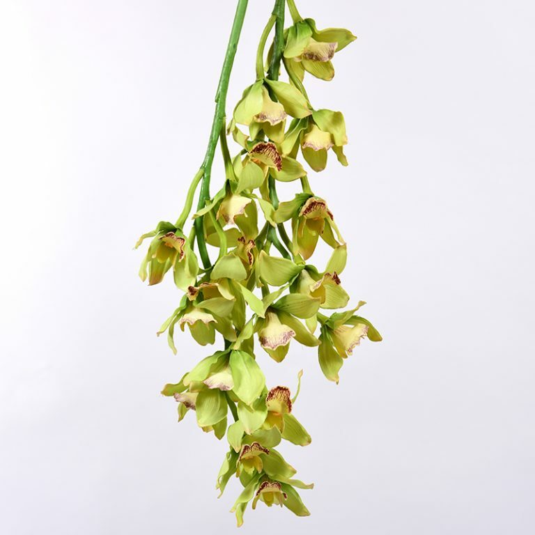 Lime Green Orchid Stem