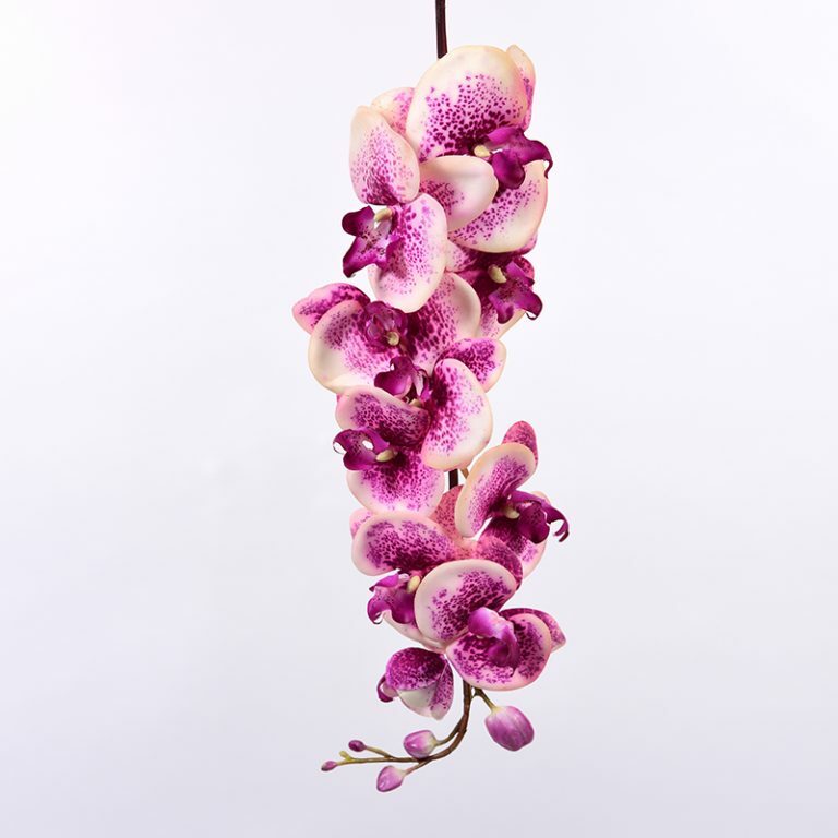 Magenta Cream Orchid Stem