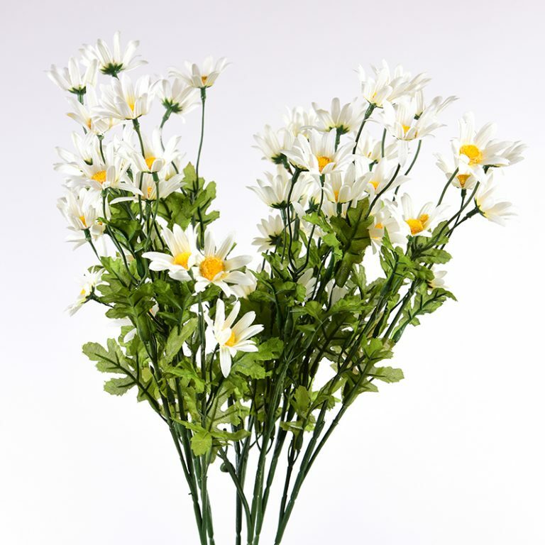 Marguerites Daisies