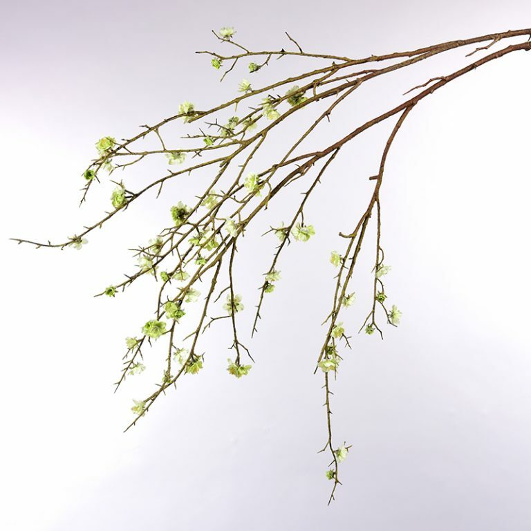 Pale Green Cherry Blossom Branch