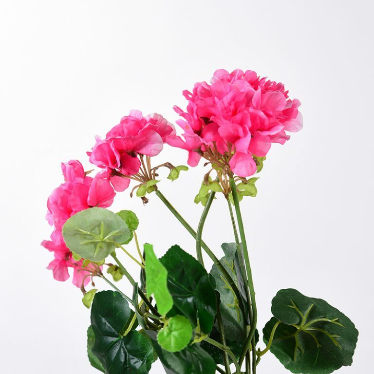 Pink Geranium Stems