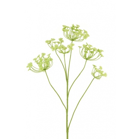 Queen Anne's Lace