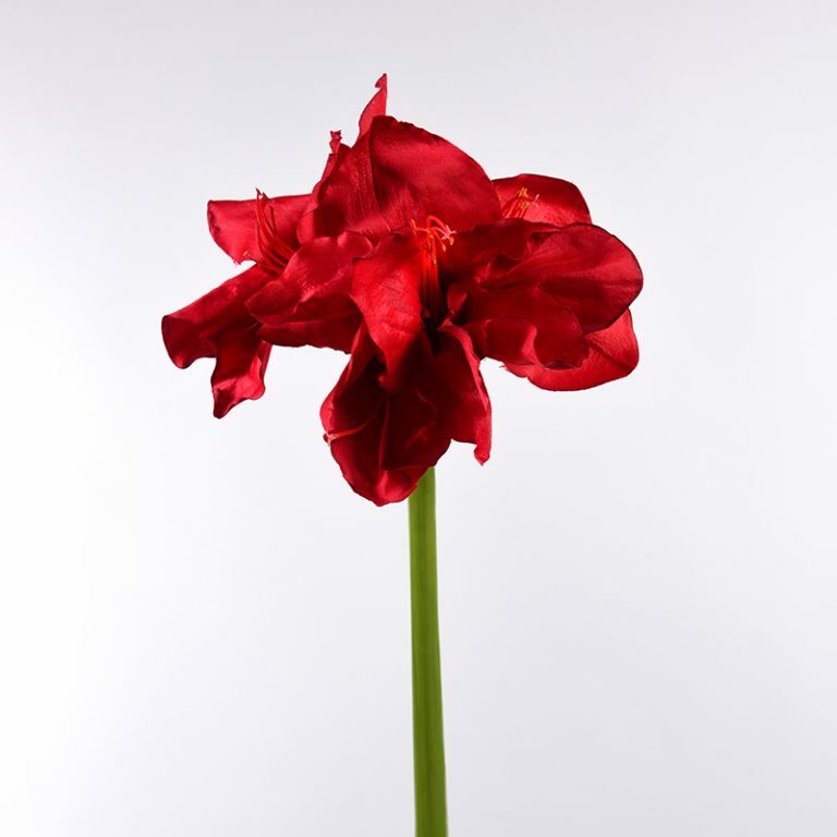 Red Amaryllis Stem