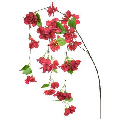 Trailing Bougainvillea