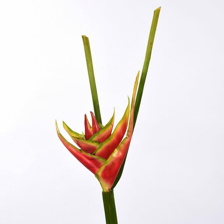 Tropical Heliconia Stem