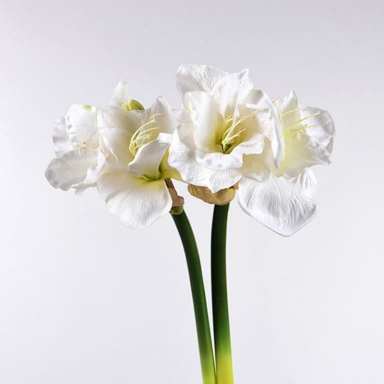 White Amaryllis Stems