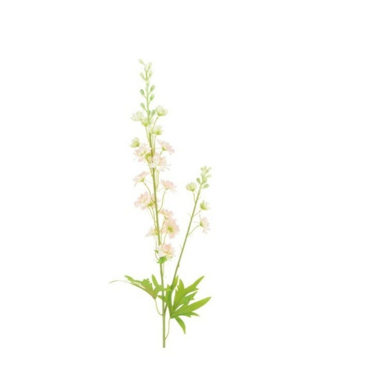 Larkspur