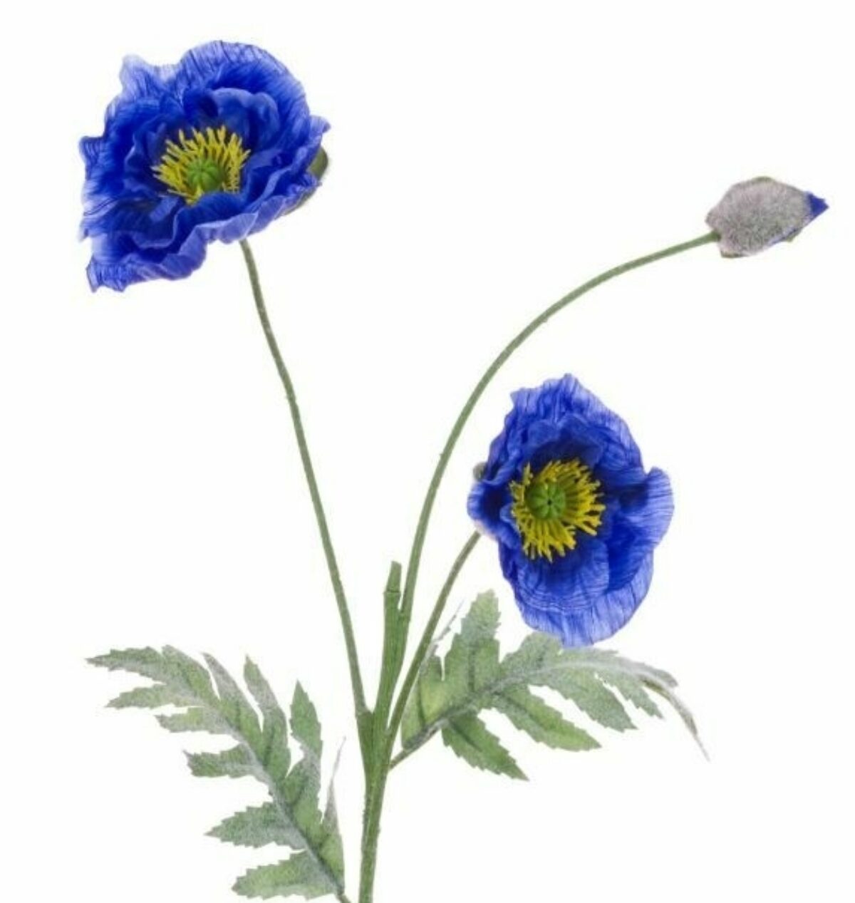 Himalayan Poppy Blue 74cm