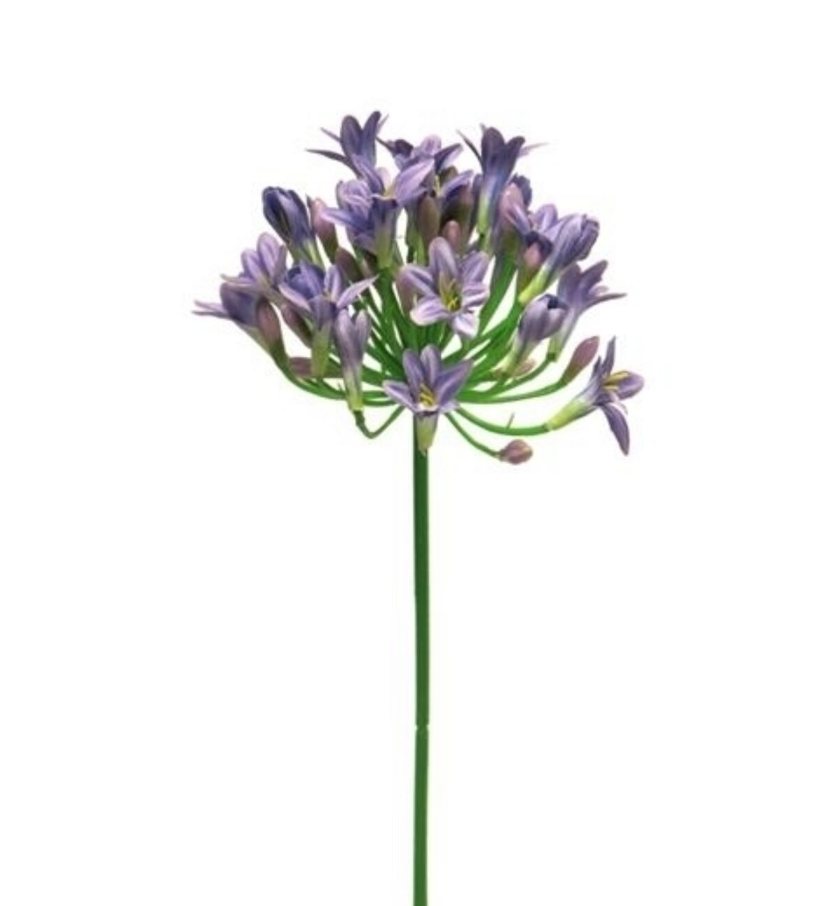 Agapanthus Blue 75cm ref 12979
