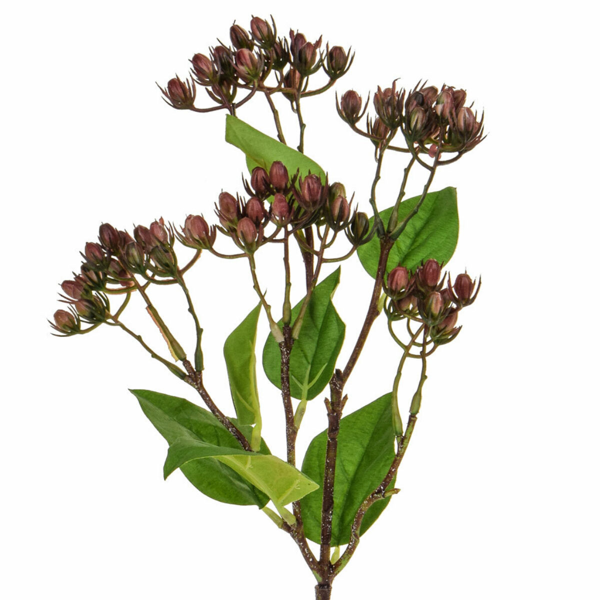 Burgundy Berry Spray 55cm ref TL1360
