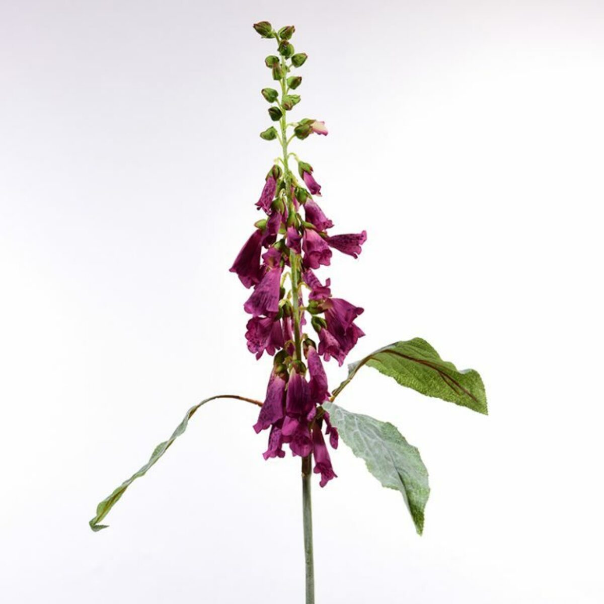 Purple Hollyhock 95cm