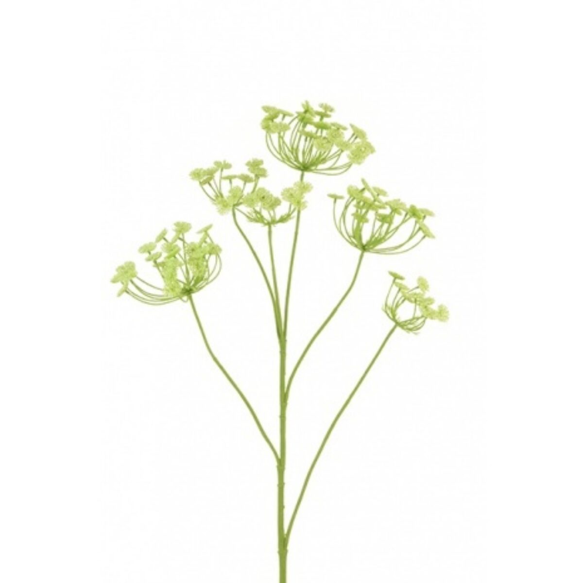 Queen Annes Lace 81cm ref 11139 GR