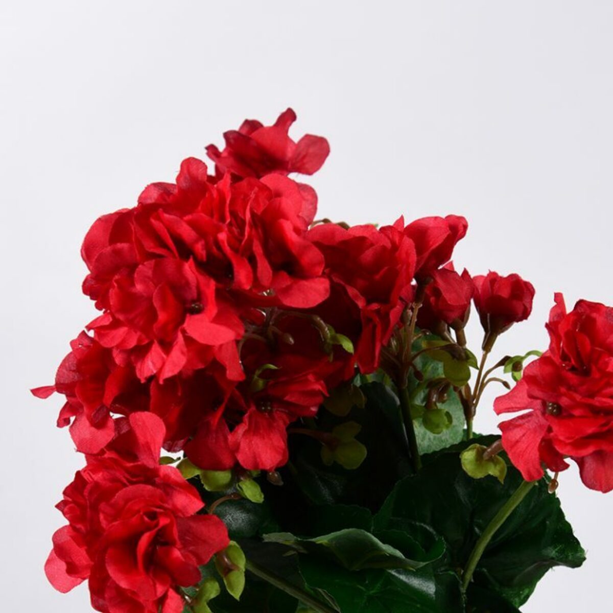 Red Geranium Bush 50cm