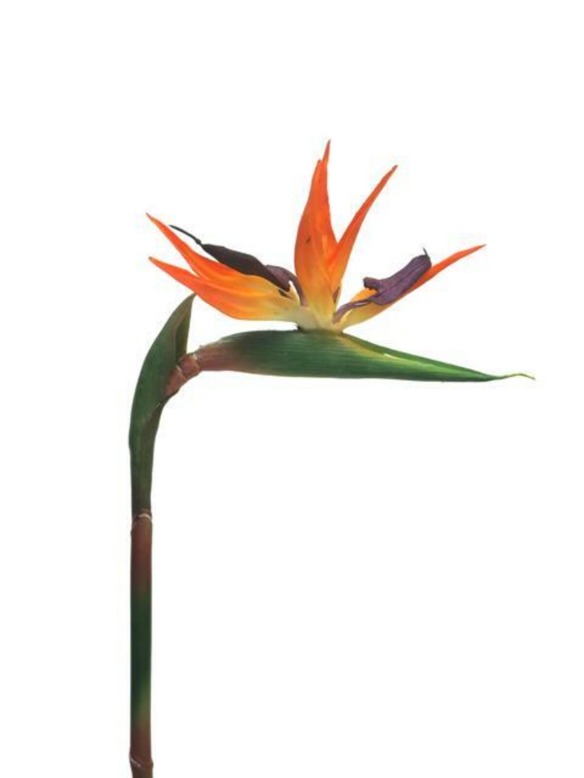 Strelitzia Orange 84cm ref 12179