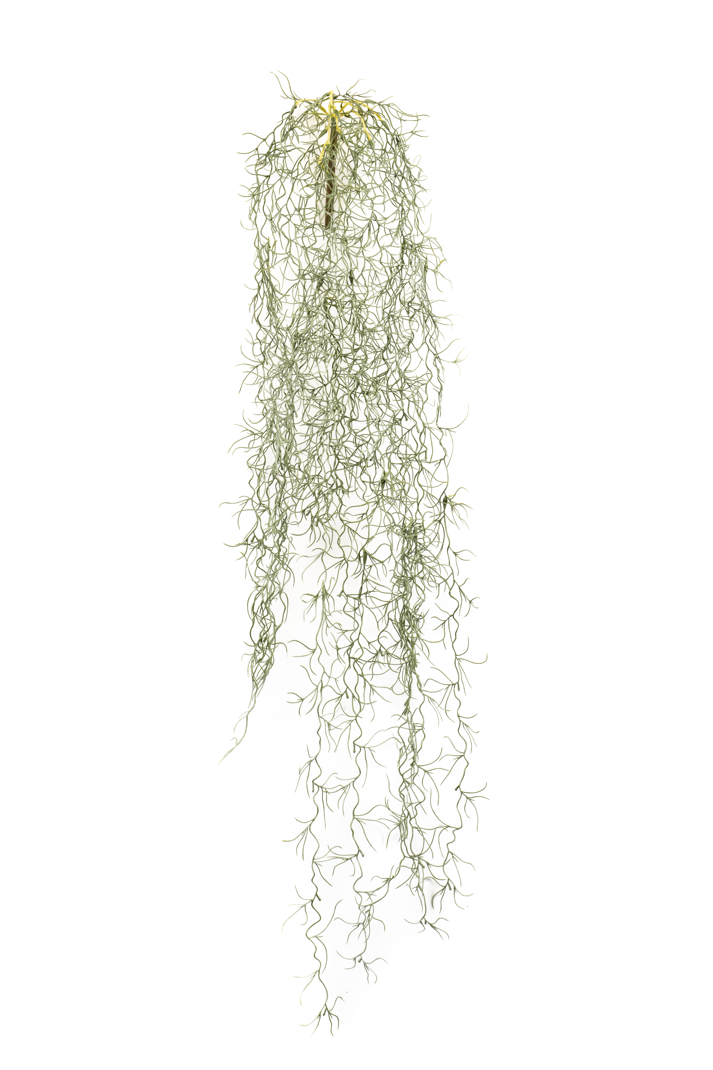 Tillandsia Hair Bush FR Grey