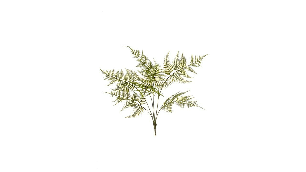 Garden Fern Bush UV