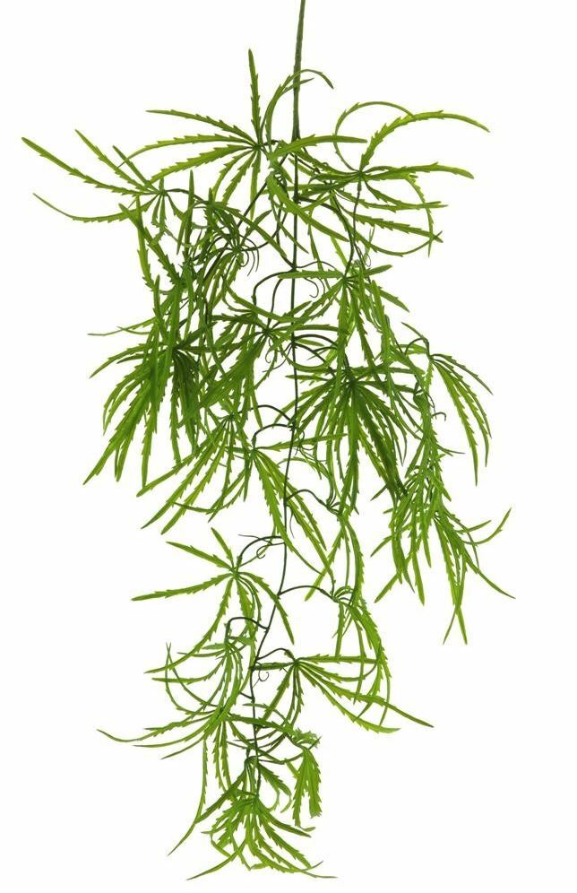Aralia Green Trail