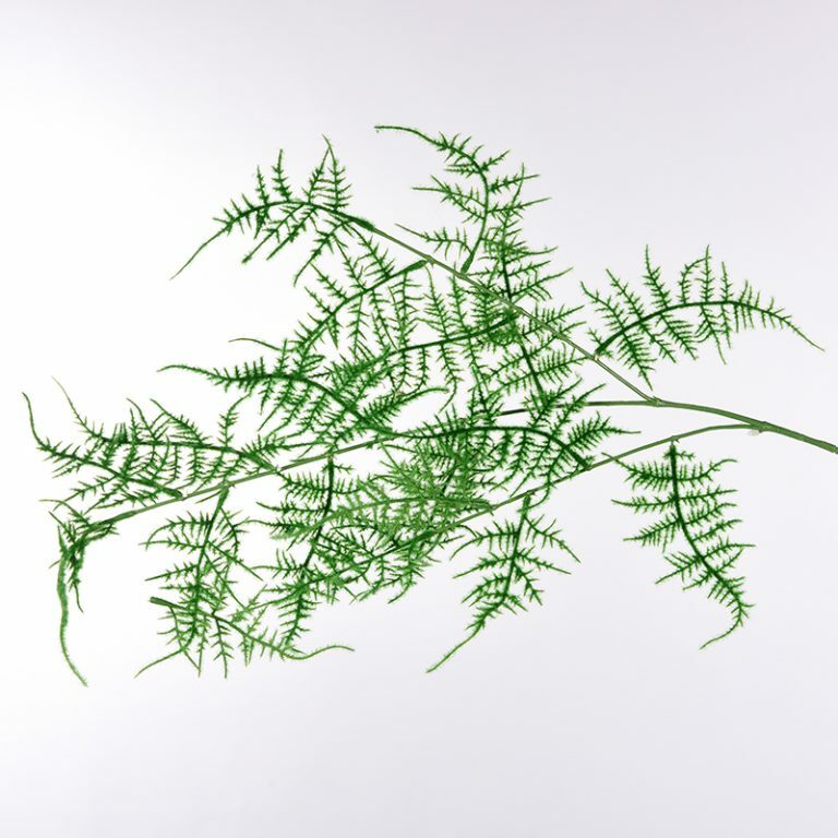 Asparagus Fern