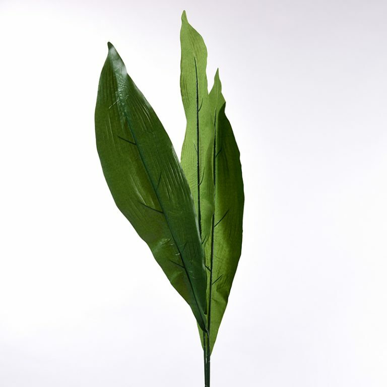 Aspidistra Leaves