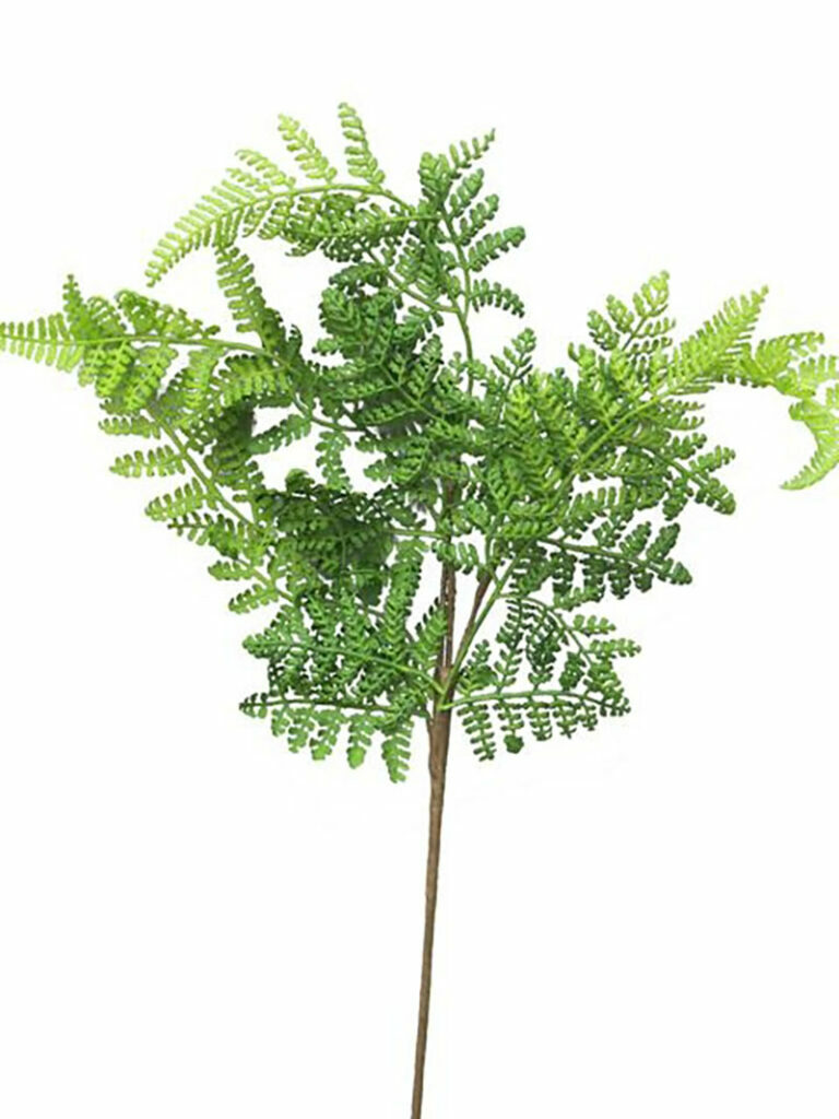 Athyrium