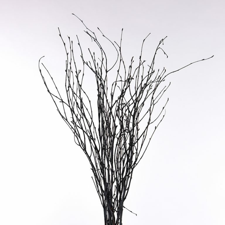 Black Birch Stems