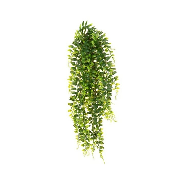 Boston Fern Trail