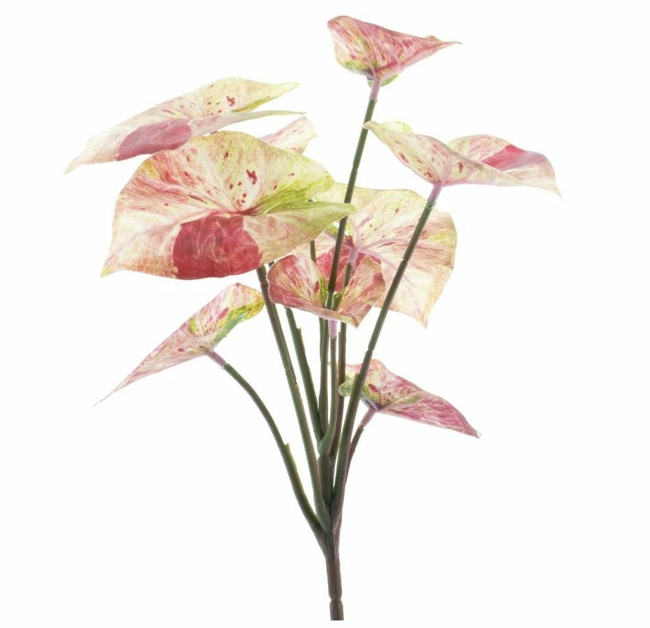 Caladium red & green