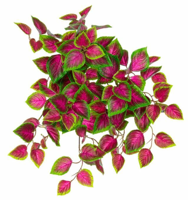 Coleus Trail