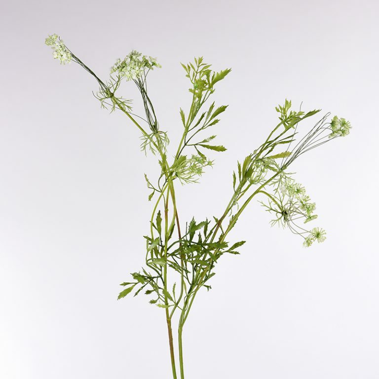 Cow Parsley White Stem