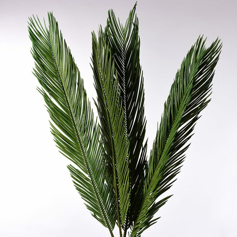 Cycas Palm Fronds