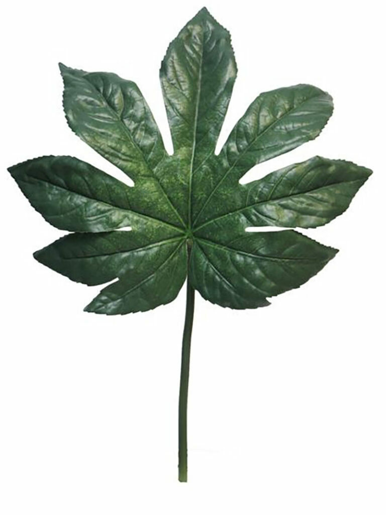 Fatsia Japonica Leaf