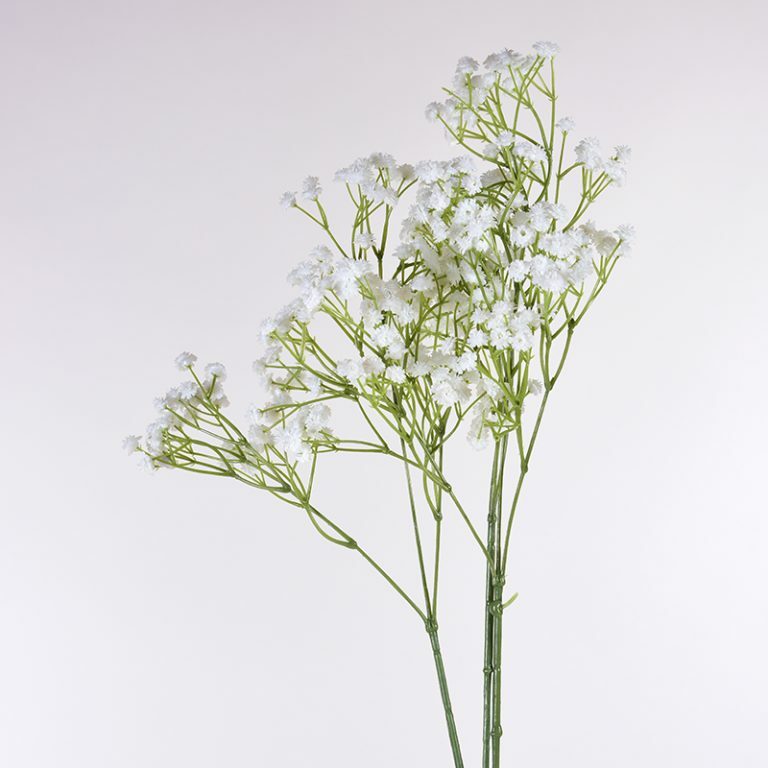 Gypsophelia or Brides Blossom